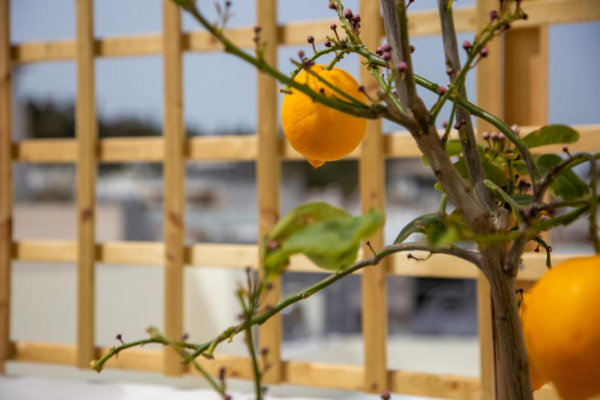 Erato By Heloni Apartments أثينا المظهر الخارجي الصورة